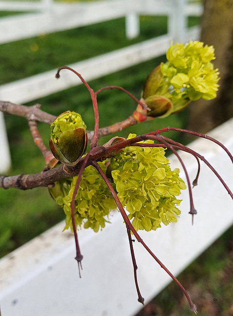 Ahornblüte