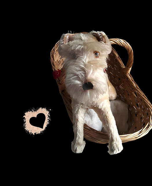 mein Fox Terrier ♥️