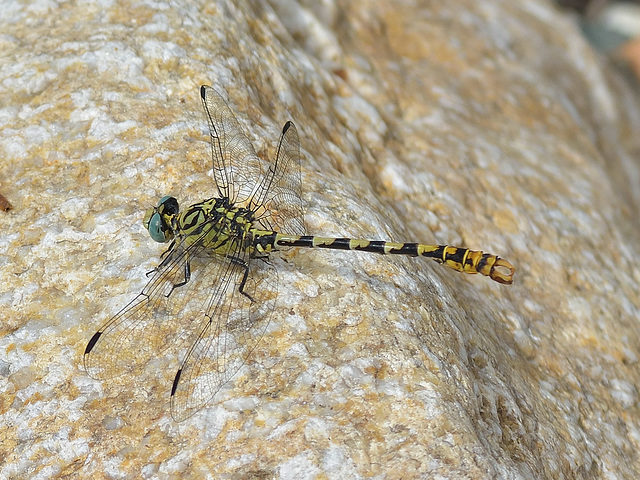 Small Pincertail m (Onychogomphus forcipatus) DSB 1279