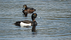 Tufted Ducks (tuftless)