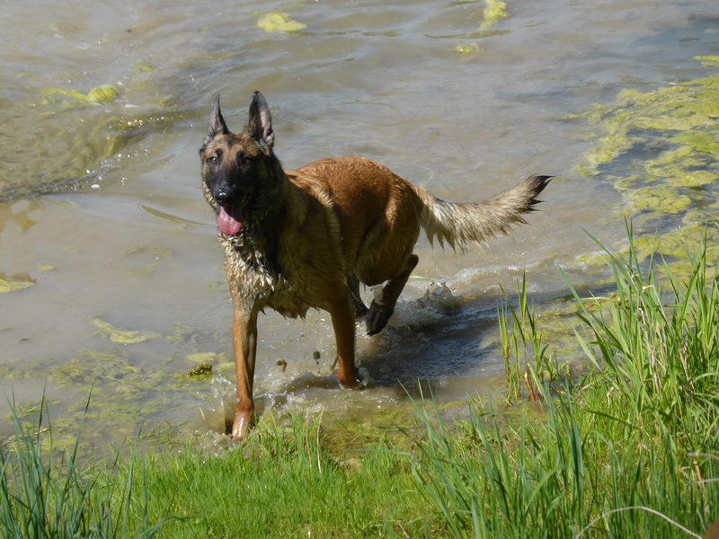 Muschelweiher_gimp
