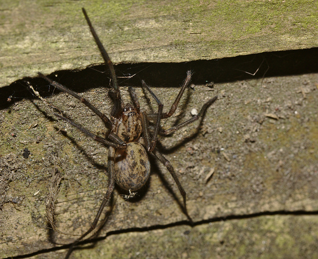 Spider IMG_5218