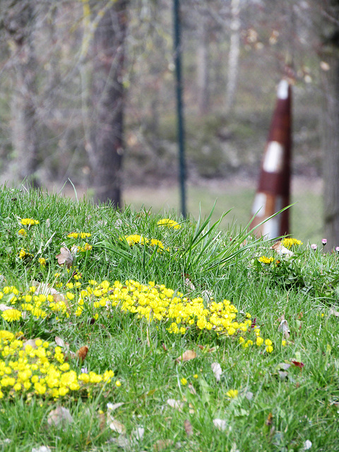 Wildblumen am Stadtpark