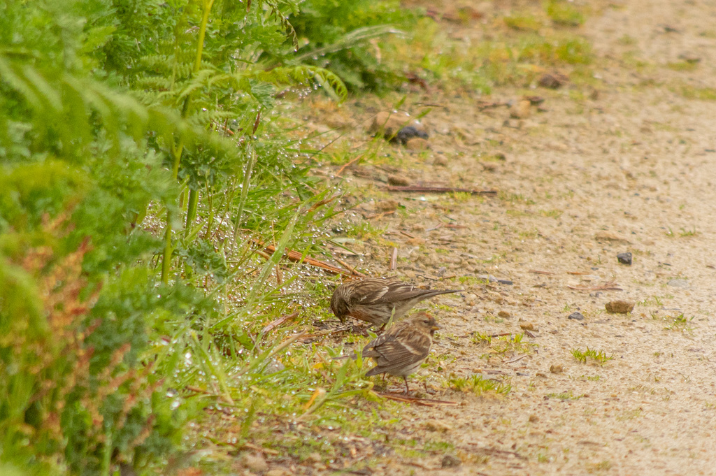 Redpoll