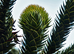 Up The Monkey Puzzle Tree!!