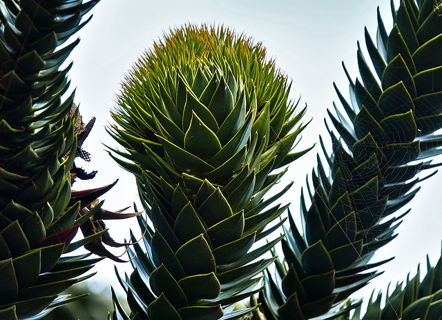 Up The Monkey Puzzle Tree!!