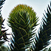 Up The Monkey Puzzle Tree!!