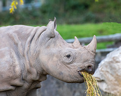 Rhino close  up2