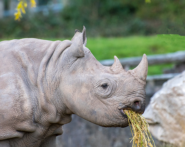 Rhino close  up2