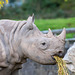 Rhino close  up2