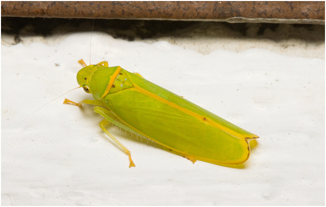 IMG 2294 Leaf hopper