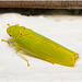 IMG 2294 Leaf hopper