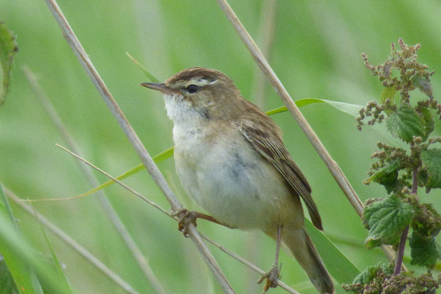 Phragmite des joncs