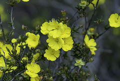 Hibbertia Vestita