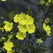 Hibbertia Vestita