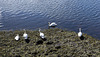 Five Mute Swans