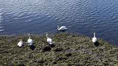 Five Mute Swans