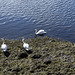 Five Mute Swans Five Mute Swans