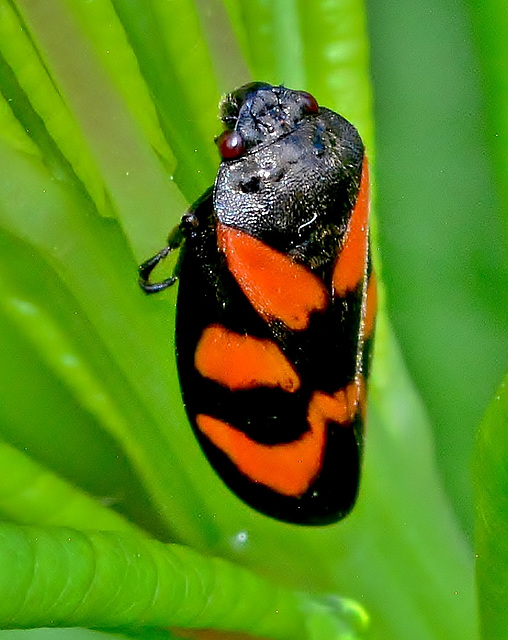 Froghopper