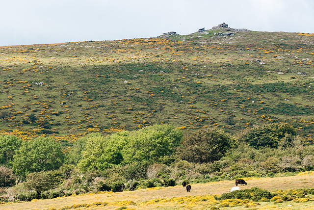 Dartmoor - 20150831