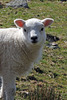 Inquisitive Lamb