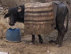 Water buffalo Brij Ghat