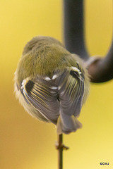 Goldcrest performance as Trapeze Artist!