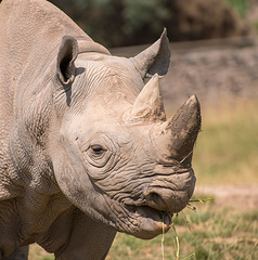 rhino close up