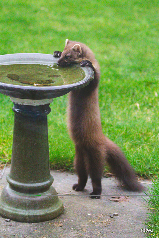 "When my bowl is empty I know where I can have a drink!"