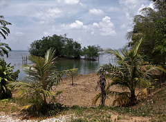 Verdure submergée / Vegetação misturada