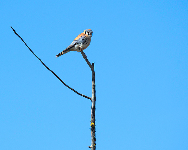 Kestrel annoyed by photos