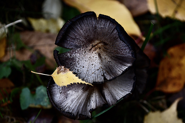 Champignons  Suzanne Guy