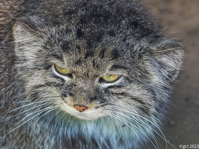 Gatto Manul