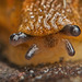 Ich habe dich immer im Blick :)) I always keep an eye on you :)) Je te surveille toujours :))