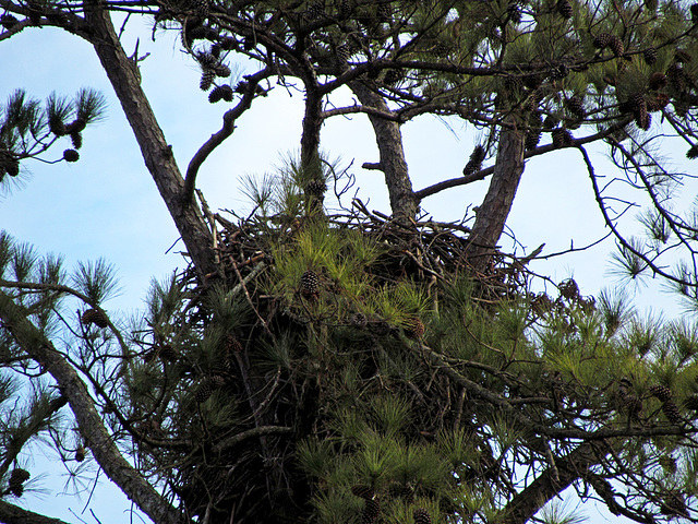 Bald Eagle Nest