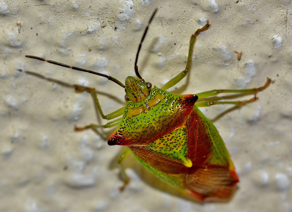 Hawthorn Shieldbug