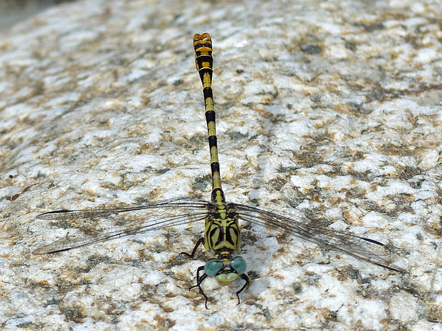 Small Pincertail m (Onychogomphus forcipatus) DSB 1277