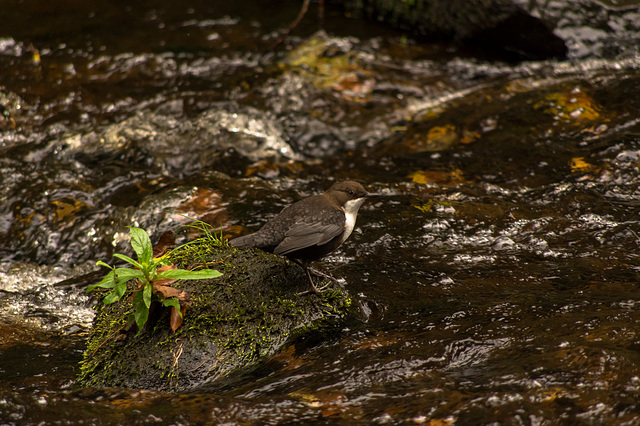 It's the Dipper