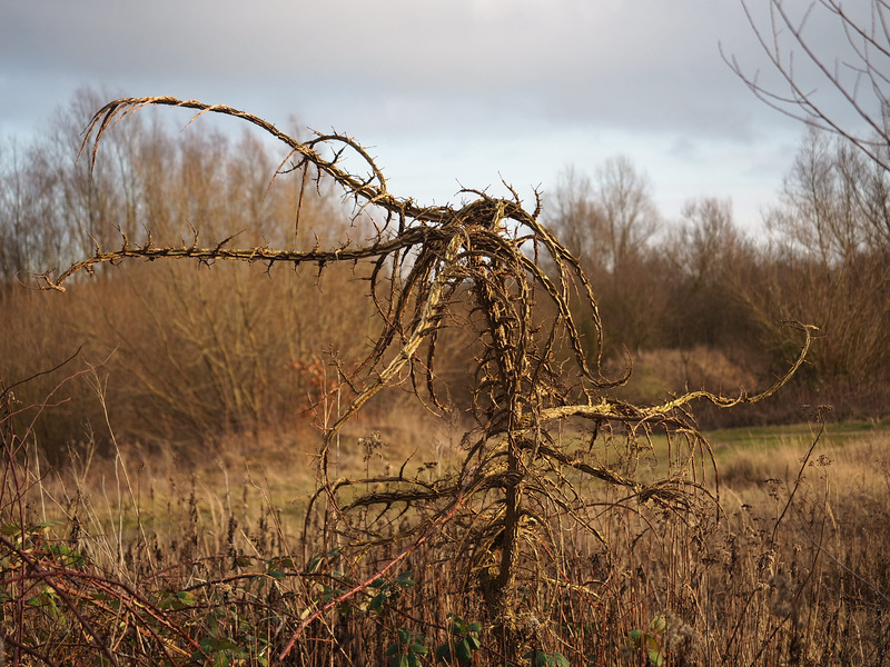 Wer weiß was das für ein Baum ist? (PiP) - Feldulme