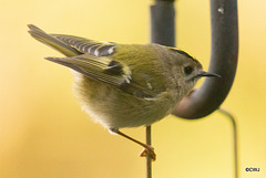 Goldcrest performance as Trapeze Artist!