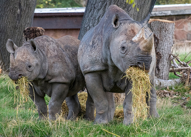 Rhino pair