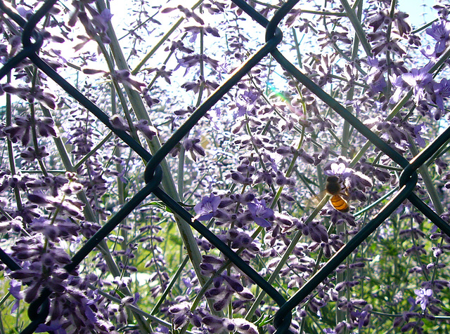 summer fence - HFF!