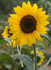 July 22: sunflower