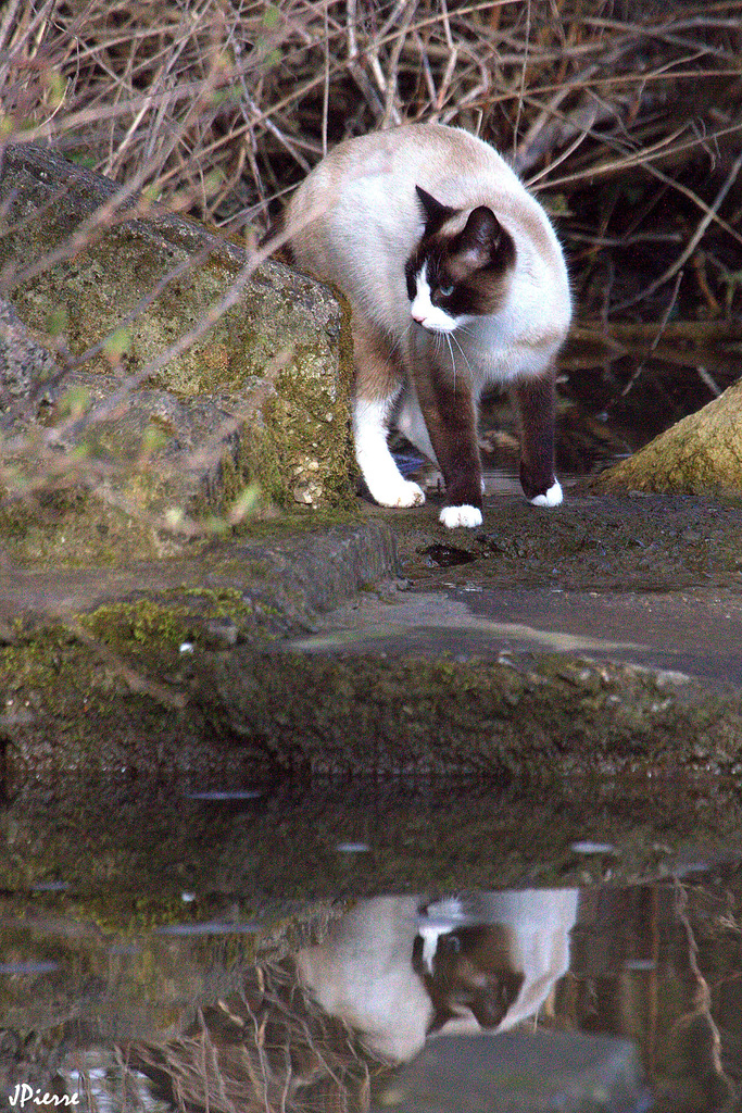 Minou ne craint pas le reflet mais l'eau