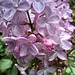 Bonne soirée avec du lilas de mon jardin