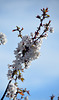 Kirschblüten am Ende ihrer Zeit