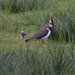 Lapwing chicks in Longdendale