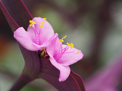 Tradescantia