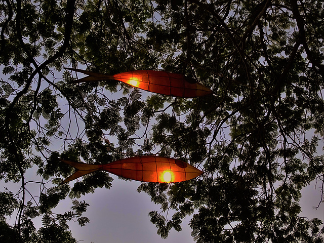 Darwin Festival lanterns