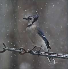 Bluejay in today's snow dwy